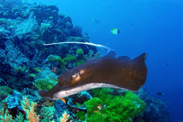 Stingray Del Sur Dasyatis Americana Nadando Sobre Pintoresco Arrecife Coral — Foto de Stock