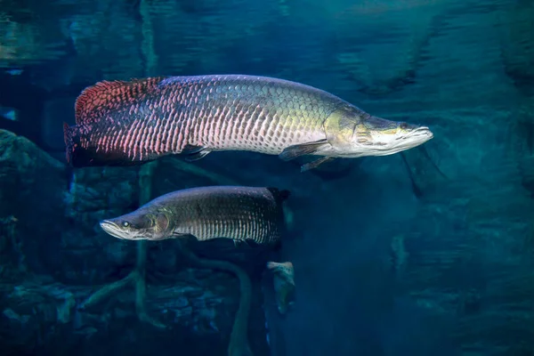 Arapaima Sudis Gigas También Conocido Como Pirarucu Fauna Silvestre — Foto de Stock