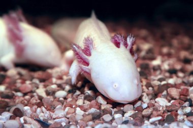 Axolotl. Meksika yürüyen balığı. Ambystoma mexicanum. Kapat.