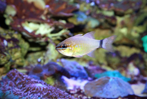 Ringtail Kardynalski Ostorhinchus Aureus Pod Wodą — Zdjęcie stockowe