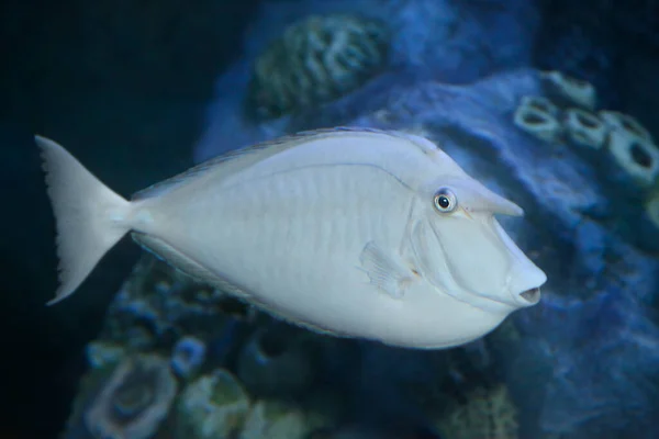 Bluespine Unicornfish Naso Unicornis Kısa Burun Unicornfish Bilinir Vahşi Yaşam — Stok fotoğraf