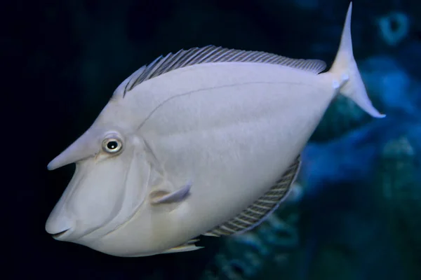 Bluespine Unicornfish Naso Unicornis Kısa Burunlu Unicornfish Olarak Bilinir Kapat — Stok fotoğraf