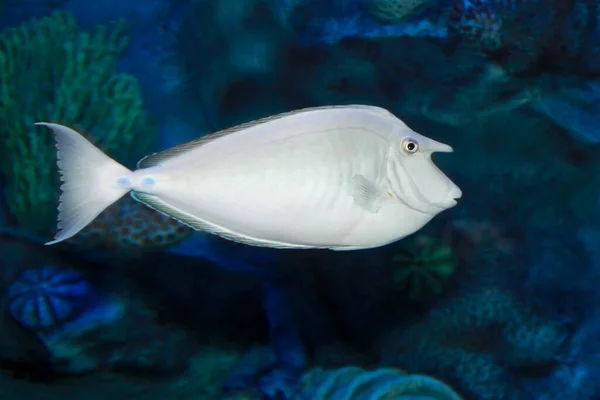 Bluespine Unicornfish Naso Unicornis Kısa Burunlu Unicornfish Olarak Bilinir Kapat — Stok fotoğraf