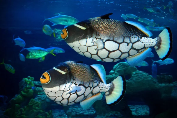 Tropischer Fisch Clown Drückerfisch Oder Balistoides Conspilum Aquarium — Stockfoto