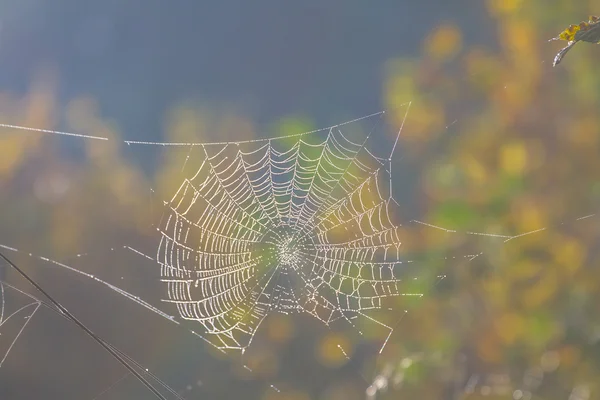 Spider net — Stock Photo, Image