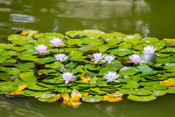 Lotus çiçekleri