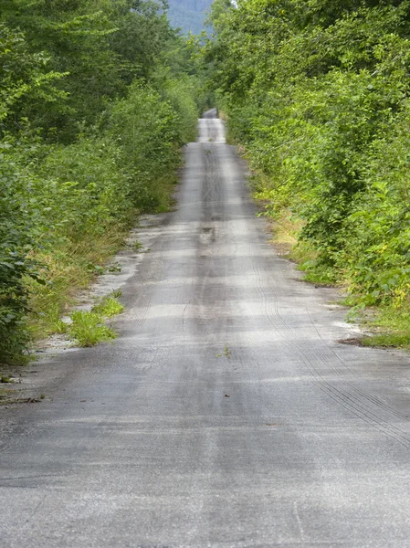 Лесная дорога — стоковое фото