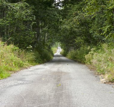 orman yolu