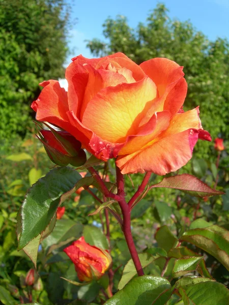 Orange Rose in Garden — Stock Photo, Image