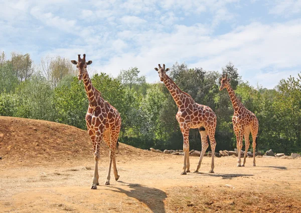 Famille des Girafes — Photo
