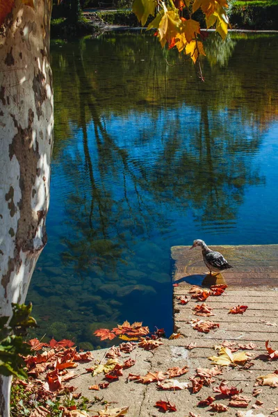 Утка Маленькой Речке Осенью Португалии — стоковое фото