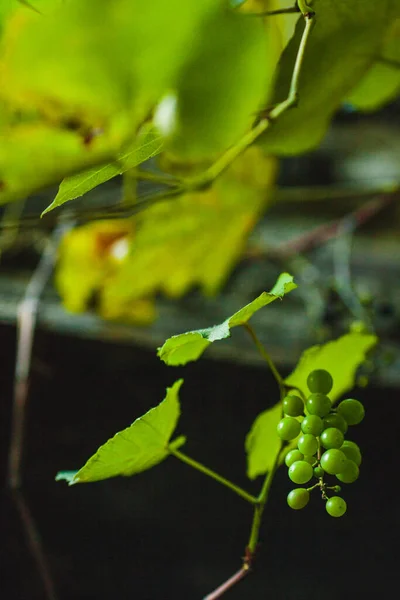 Gałęzie Winorośli Winogronami Domu Portugalskim — Zdjęcie stockowe