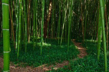 Portekiz 'de kışın bambu ormanı
