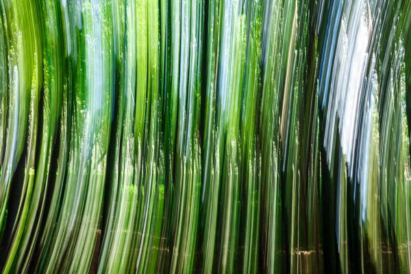 Portekiz Kışın Bambu Ormanı — Stok fotoğraf