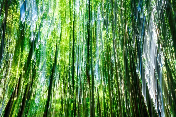Bamboo Forest Portugal Winter — Stock Photo, Image