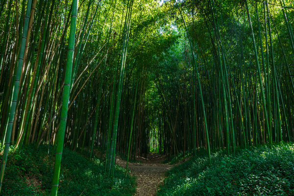бамбуковые леса в Португалии зимой