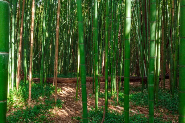 Portekiz 'de kışın bambu ormanı