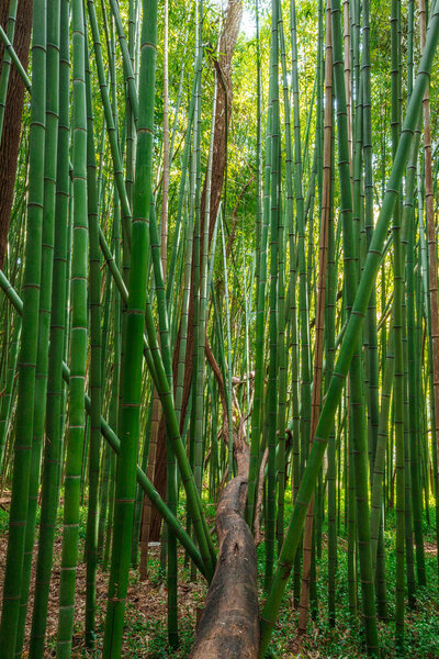 бамбуковые леса в Португалии зимой