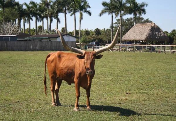 Longhorn — Stock Photo, Image