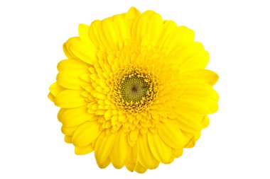 mükemmel turuncu gerbera, beyaz adam tamamen izole