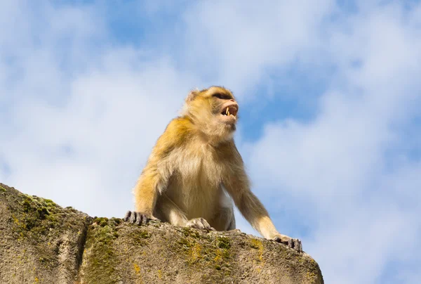 Злая берберская обезьяна — стоковое фото
