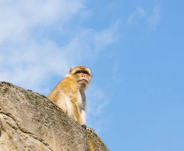 Берберская обезьяна — стоковое фото