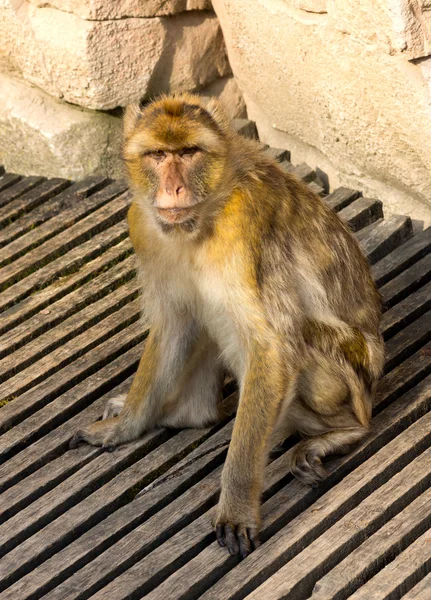 Берберская обезьяна — стоковое фото