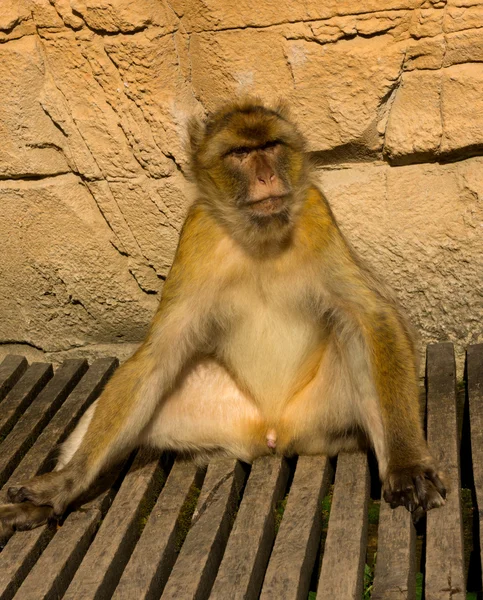 Mono bereber relajado — Foto de Stock