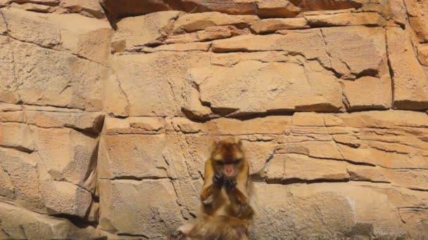 Berber monkey — Stock Video