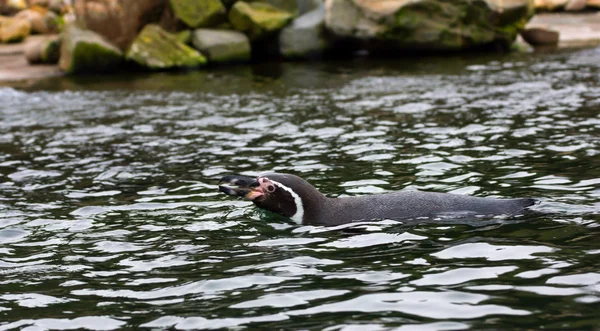 Swimming pinguin — Stock Photo, Image