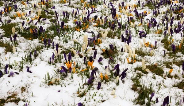 Crocus in the melting snow — Stock Photo, Image