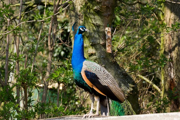 Peafowl indiano — Fotografia de Stock