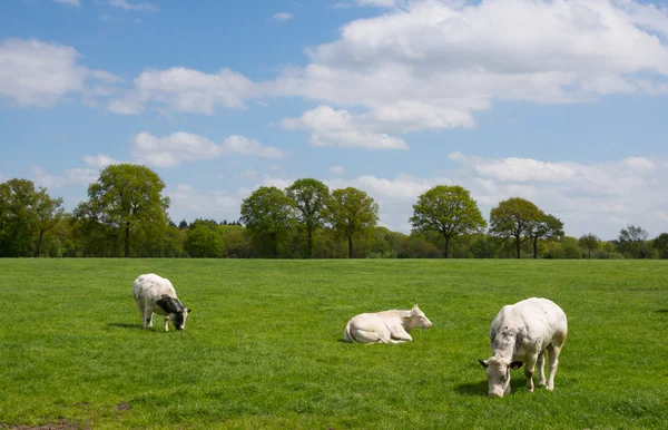 農村景観における白い牛 — ストック写真