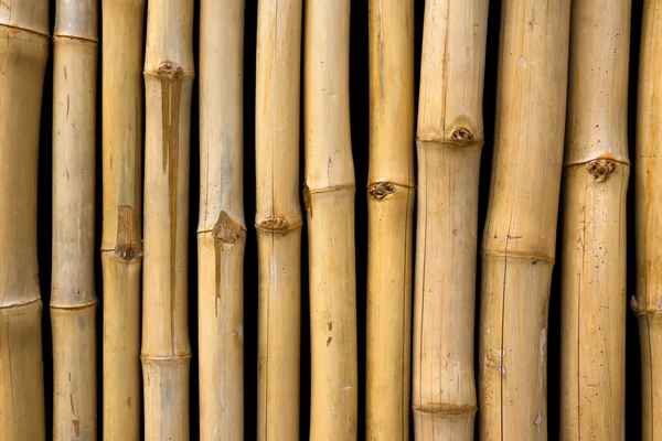 Bambu. — Stok fotoğraf