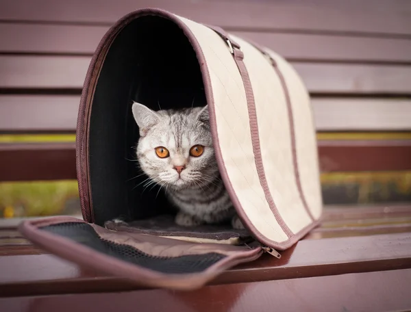 Gatto nel trasportino dell'animale domestico — Foto Stock