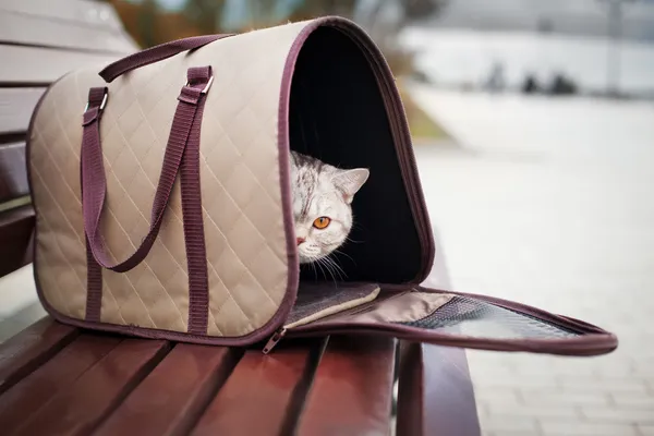 Кошка в сумке-переноске для домашних животных — стоковое фото