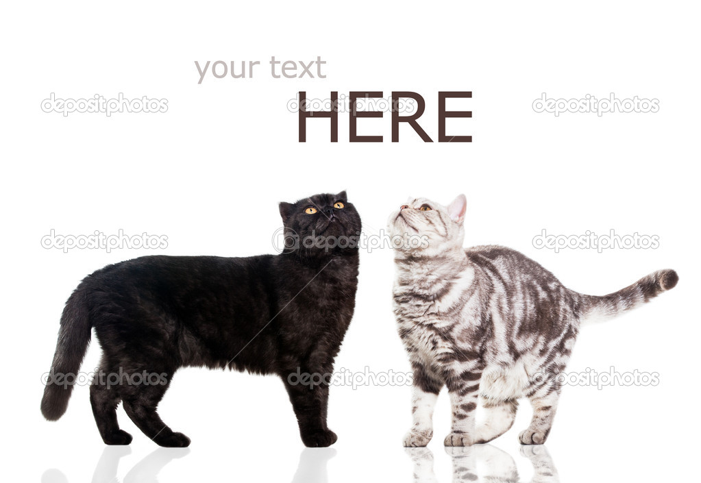 Black cat and white cat isolated on white.