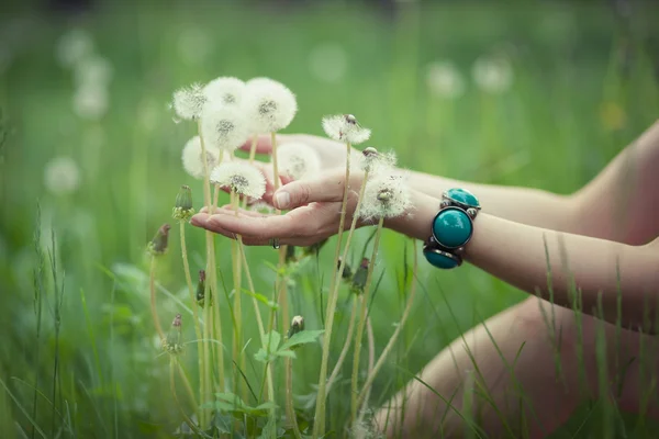 Dandelions in woman's hand — Stock Photo, Image