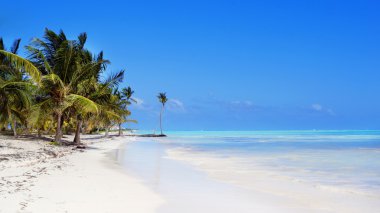 Caribbean beach, punta cana palmiye