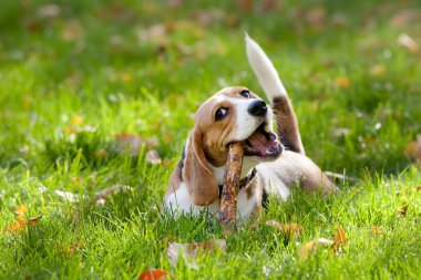 Beagle yeşil çimen