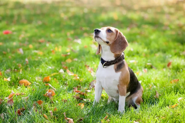 Beagle yeşil çimen