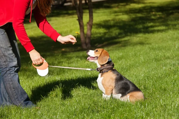 彼女の犬と秋の公園で遊んでいるガール フレンド — ストック写真