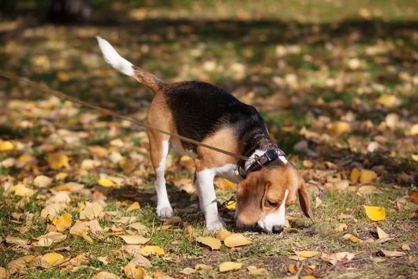 Beagle in the autumn lawn — Stock Photo, Image
