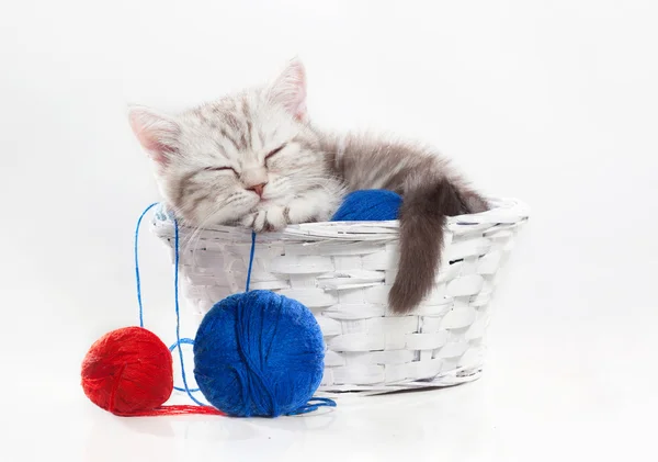 Pequeno gatinho escocês dorme em uma cesta com fio — Fotografia de Stock