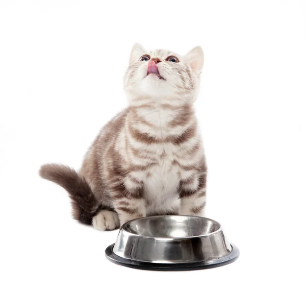 Un piccolo gattino scozzese su sfondo bianco con una ciotola vuota — Foto Stock