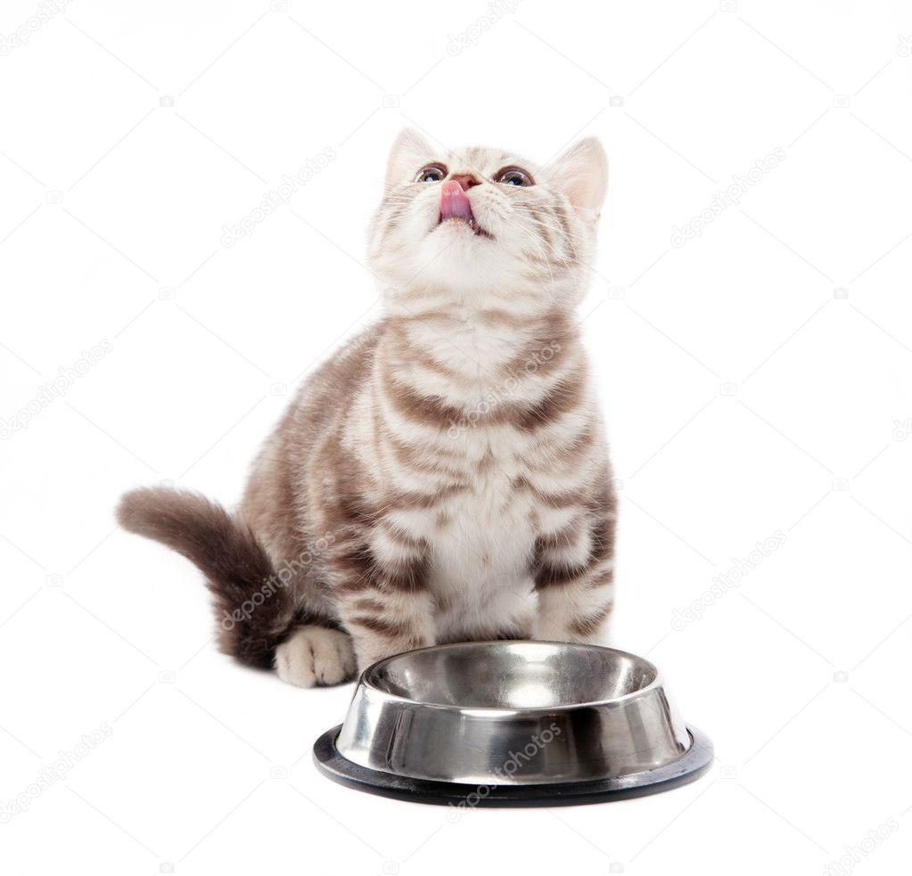 Asmall scottish kitten on a white background with an empty bowl