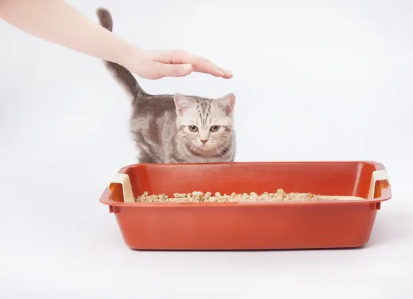 Pequeno gatinho escocês ao lado de gato de lixo de plástico vermelho — Fotografia de Stock