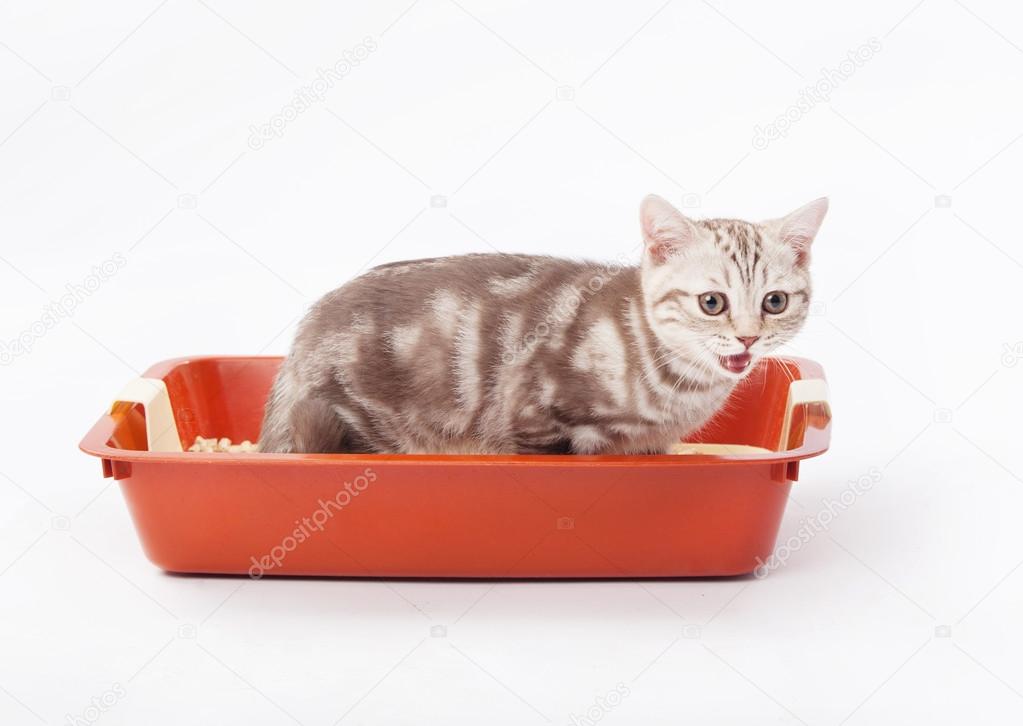 Small scottish kitten in red plastic litter cat isolated on white