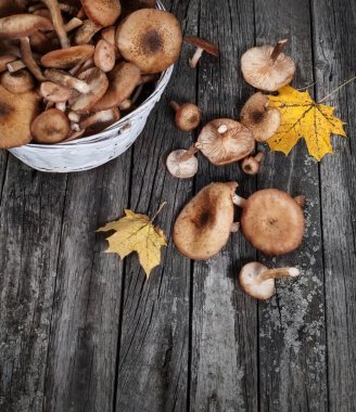 Mantar agarics(Armillaria mellea) ahşap masa üzerinde tatlım. Üstten Görünüm