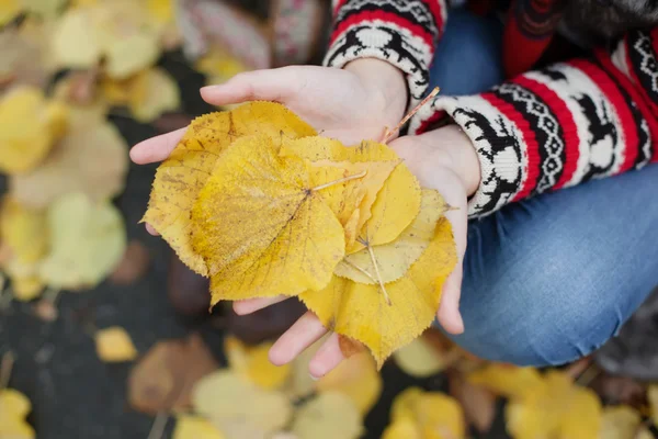 Women's hands holding the fallen yellow leaves — Stock Photo, Image